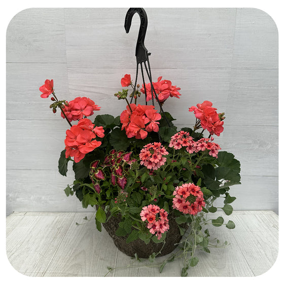 Hanging Basket Sun - Coral Geraniums with Coleus and coral Verbena