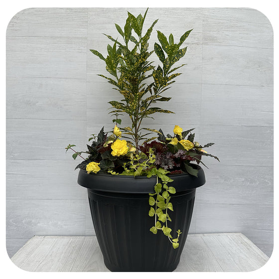 Shade arrangement Mega Yellow Mix