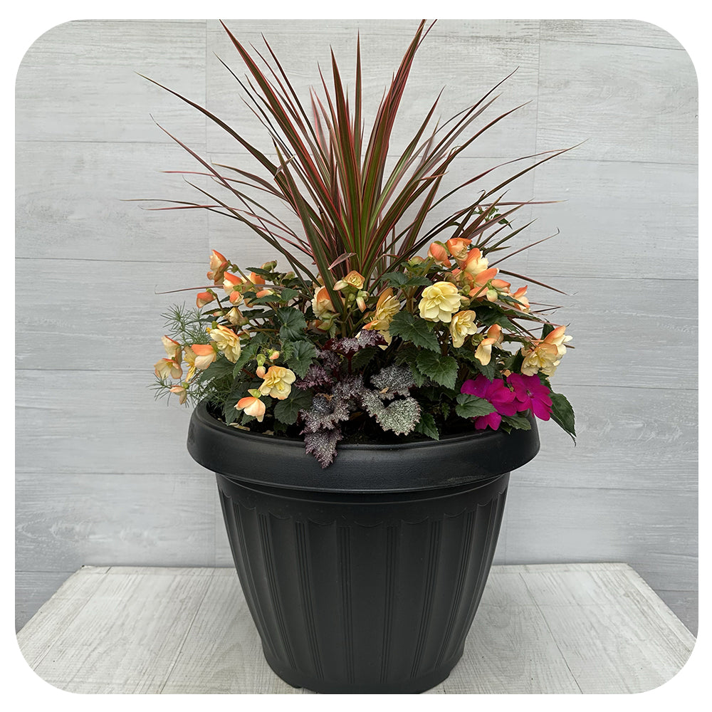 Shade arrangement Mega Bright Peach Mix