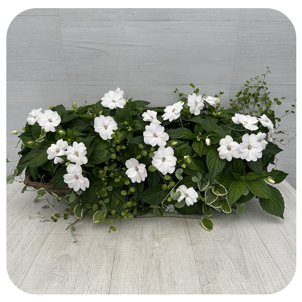 Window Box - Part Shade White Mix