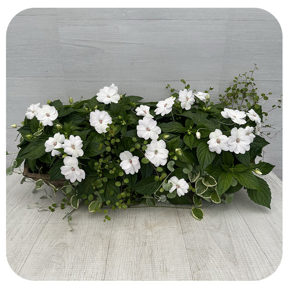 Window Box - Part Shade White Mix