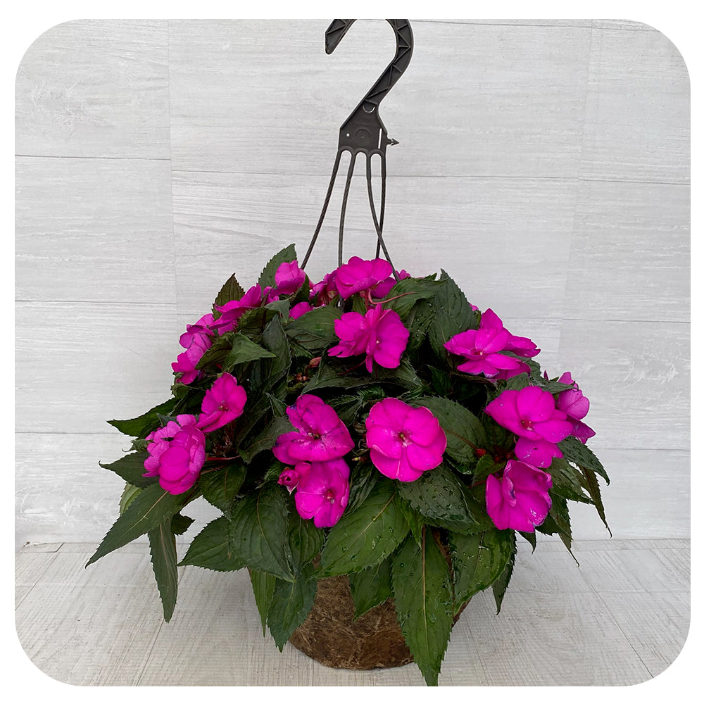 New Guinea Impatiens Hanging Basket 12" - Magenta