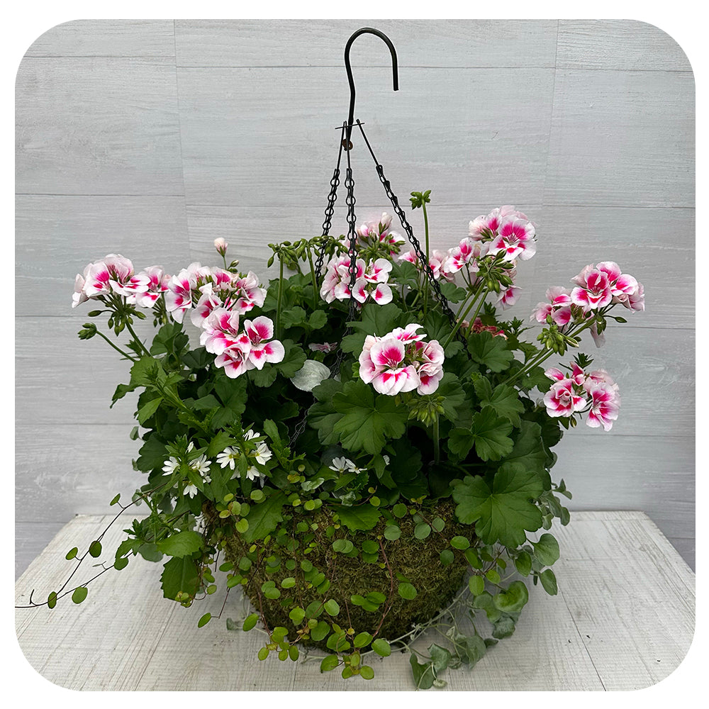 Moss Hanging Basket Sun - Pink Splash
