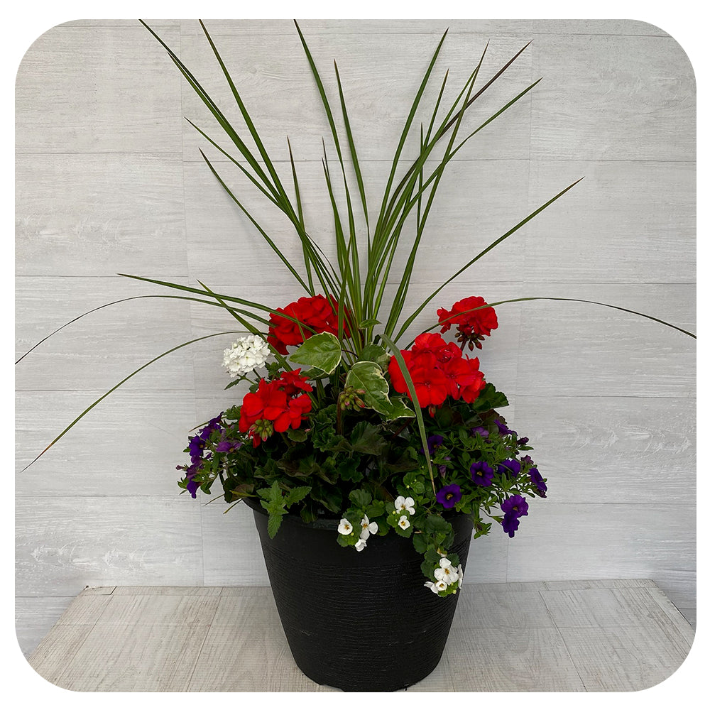 Sun arrangement round - Red Geranium with White Bacopa and Blue Calibrachoa