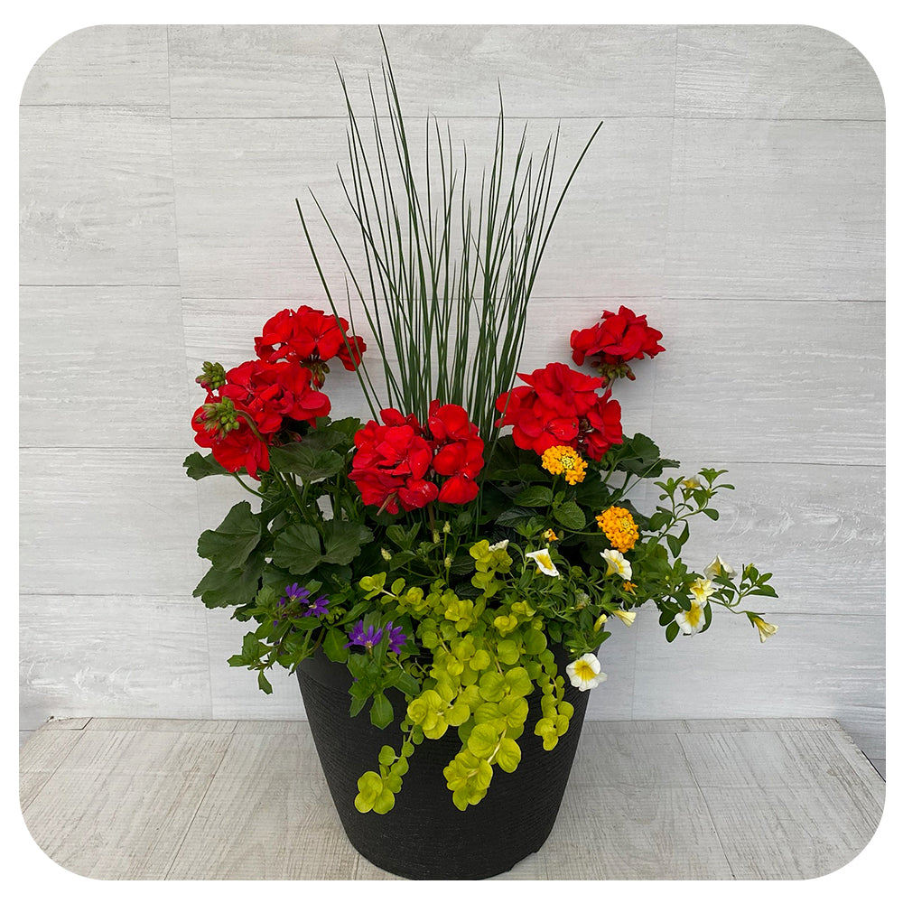 Sun arrangement round - Red Geranium with White Calibrachoa and Creeping Jenny