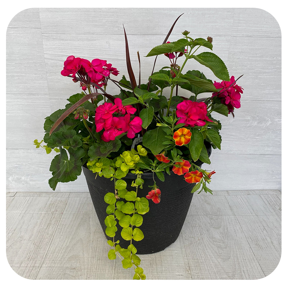 Sun arrangement round - Magenta Geranium with Orange Calibrachoa