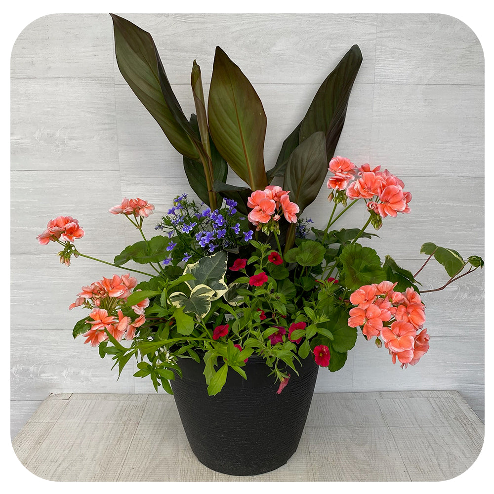 Sun arrangement round - Salmon with Blue Lobelia