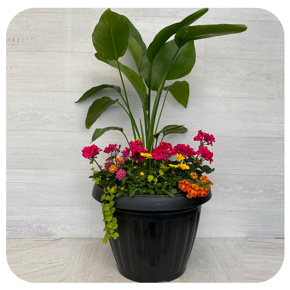 Sun arrangement Mega - Magenta with Bird of Paradise