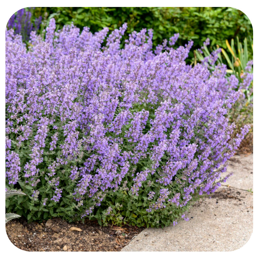 Catmint 'Cat's Meow' (Nepeta f.) by Proven Winners