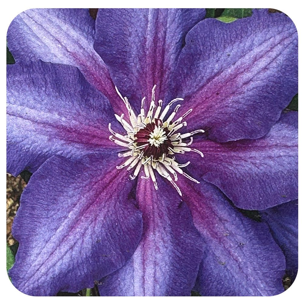 Clematis  - Vancouver Series "Danielle"