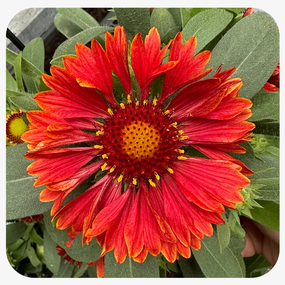 Blanket Flower "Spin Top Yellow Touch" (Gaillardia aristata)