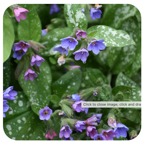 Pulmonaria 'Dark Vader' (Lungwort)
