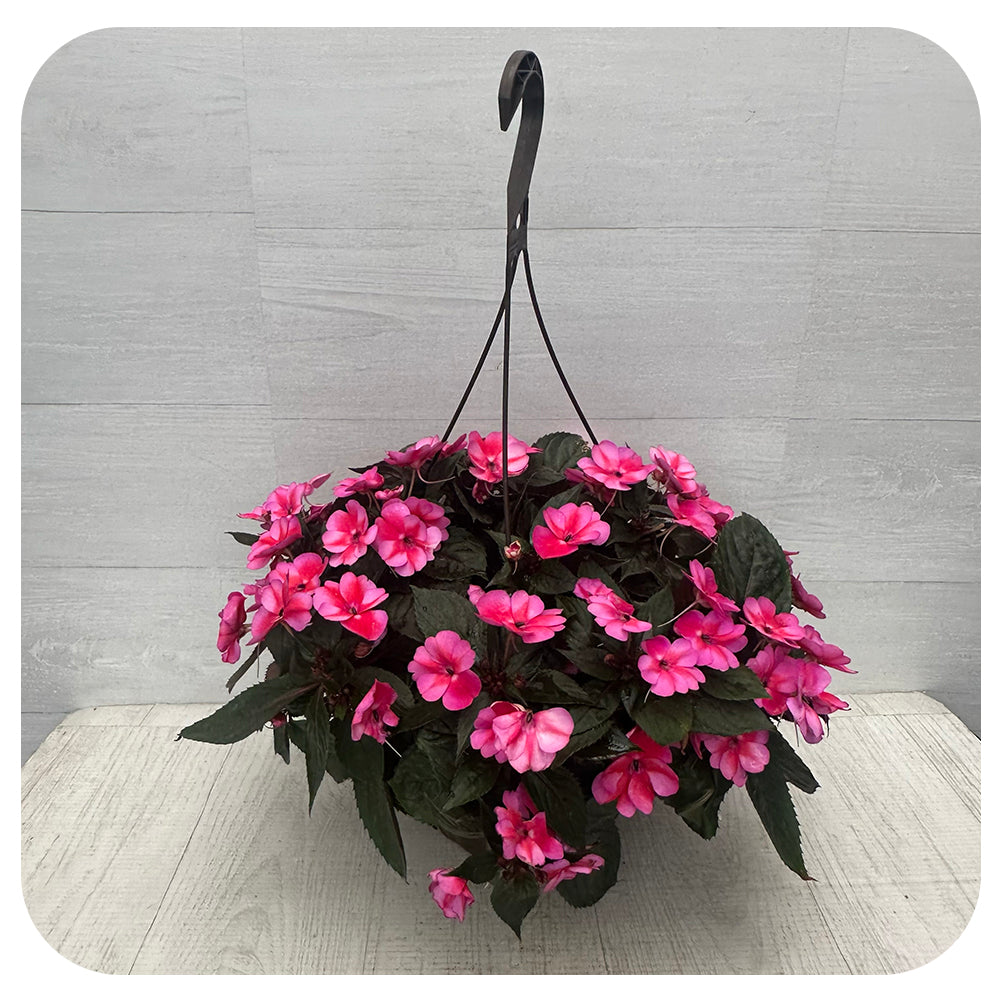 New Guinea Impatiens Hanging Basket - Two tone Pink