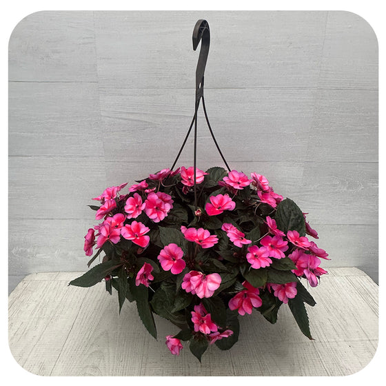 New Guinea Impatiens Hanging Basket - Two tone Pink