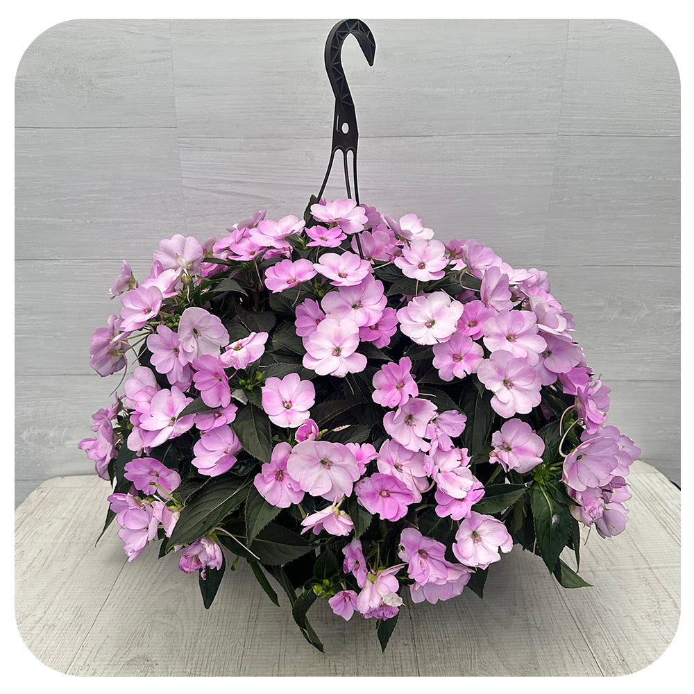 New Guinea Impatiens Hanging Basket - Pale Lavender