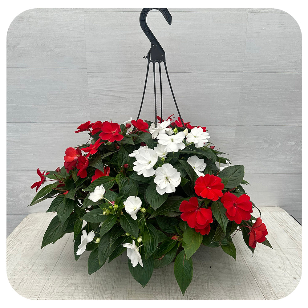 New Guinea Impatiens Hanging Basket 12" - White and Red