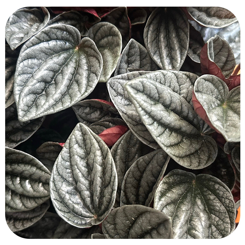 Peperomia 'Caracas'