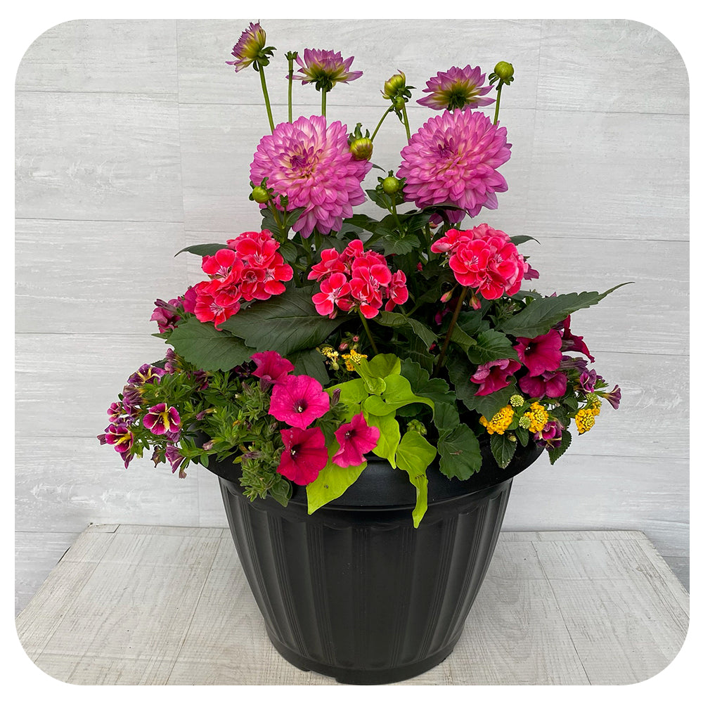 Sun arrangement Mega - Pink Mix