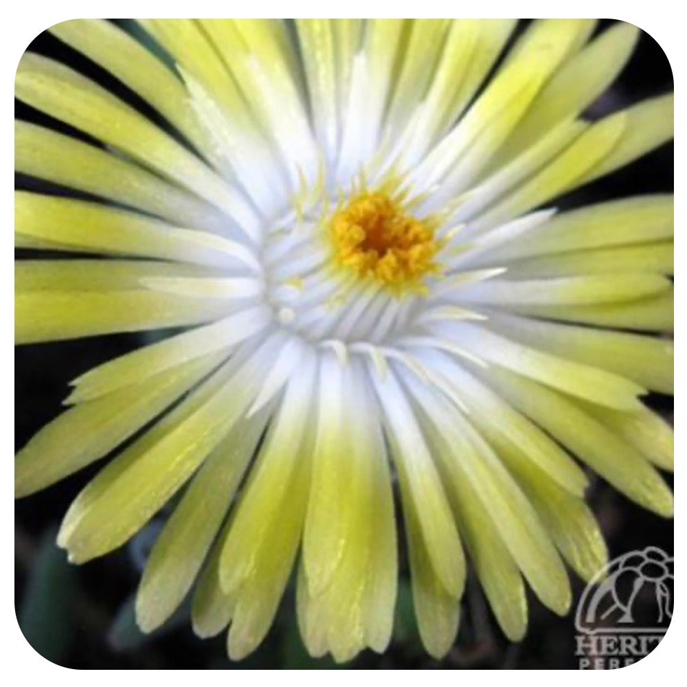 Delosperma cooperi ‘Jewel of Desert Peridot’