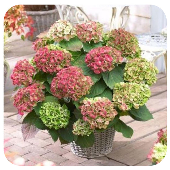 Hydrangea  'Amethyst'