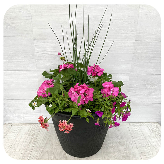 Sun arrangement round - Pink Geranium Pink Calibrachoa and pink Verbena