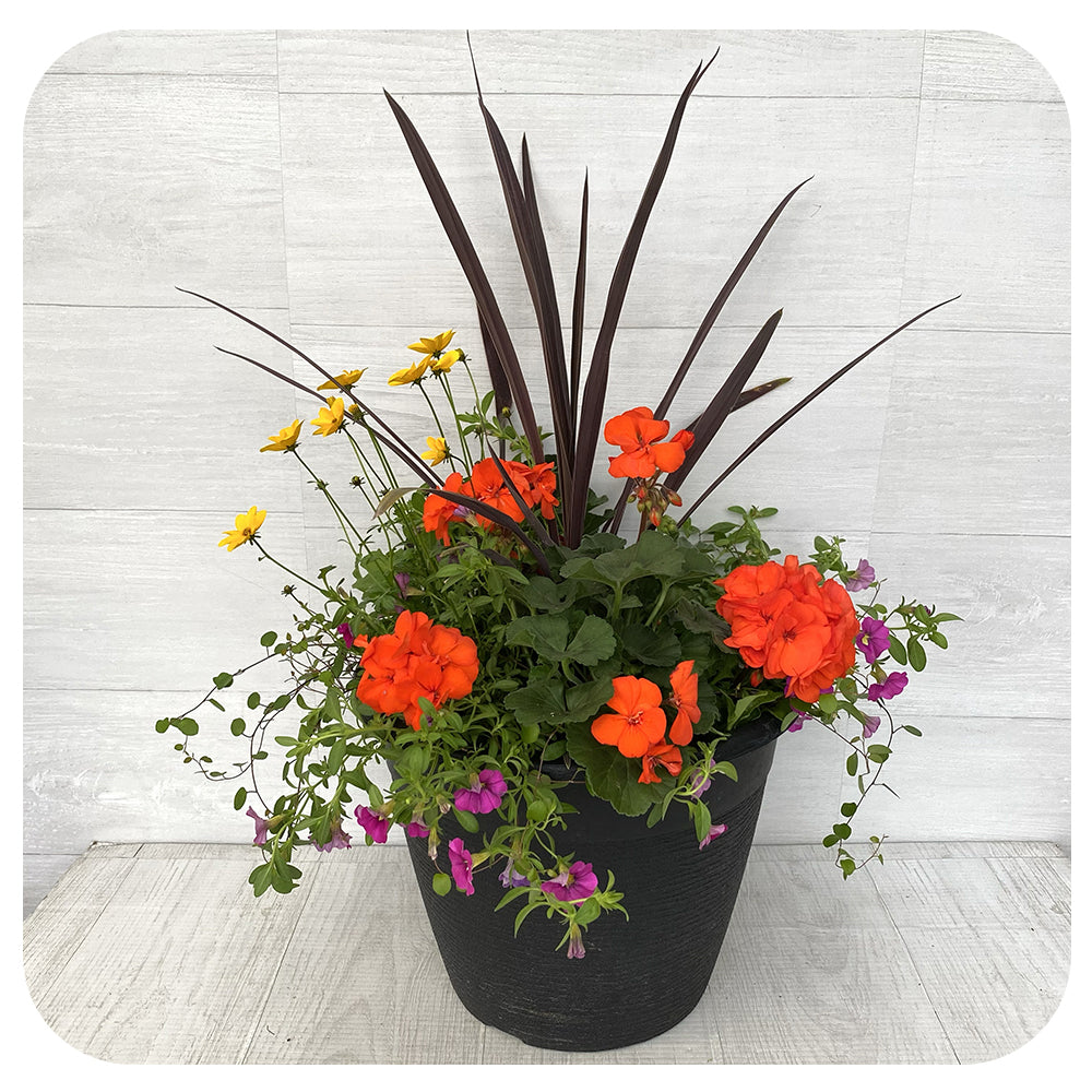 Sun arrangement round - Orange Geranium with Yellow Bidens