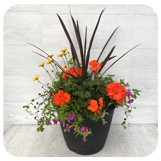 Sun arrangement round - Orange Geranium with Yellow Bidens