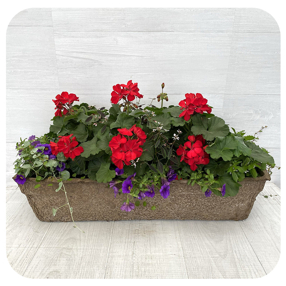 Window Box Sun- Red Geranium Blue Calibrachoa and Euporobia
