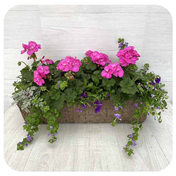 Window Box Sun- Pink Geranium with Blue Calibrachoa and Blue Bacopa