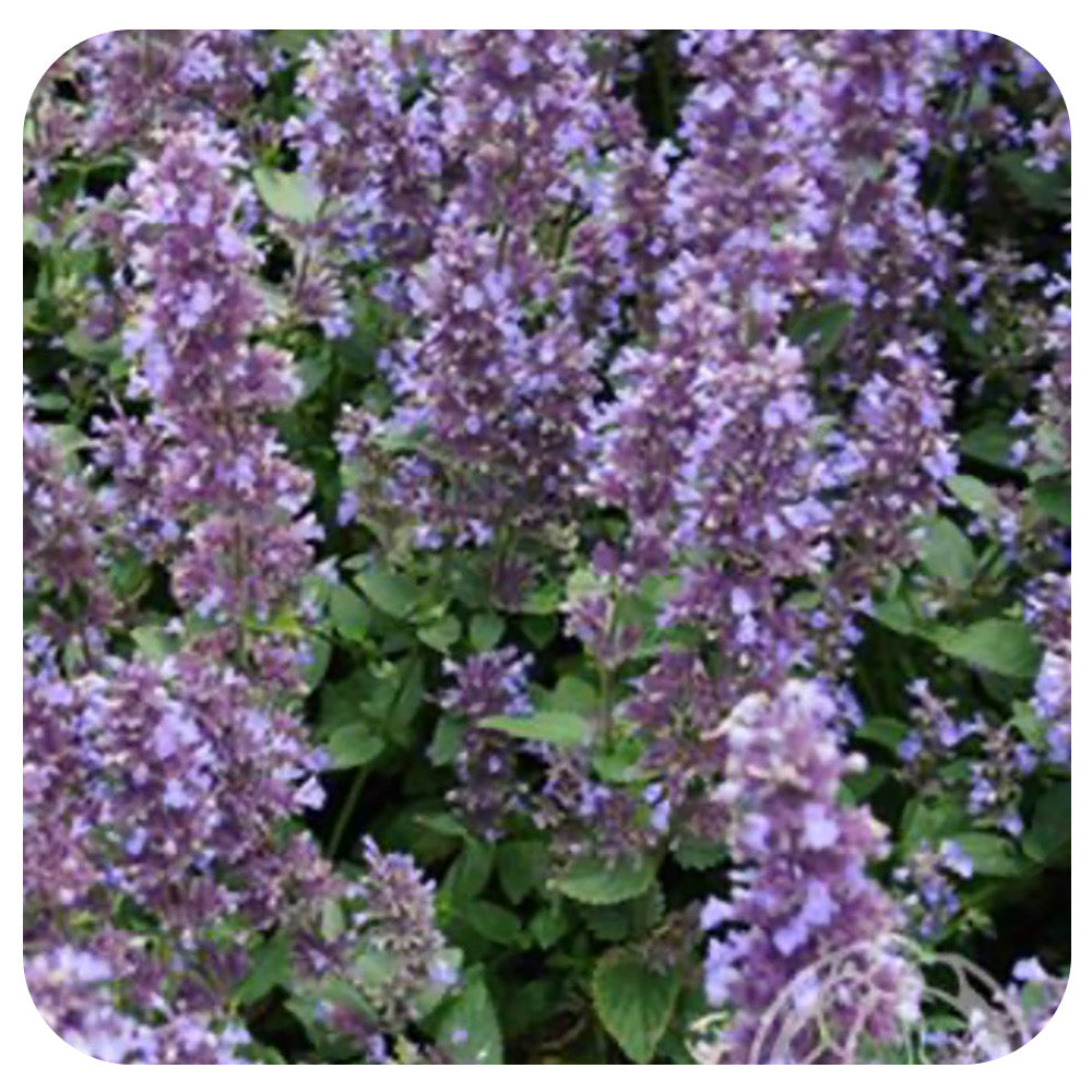 Catmint 'Whispuurr Blue' (Nepeta faassenii)
