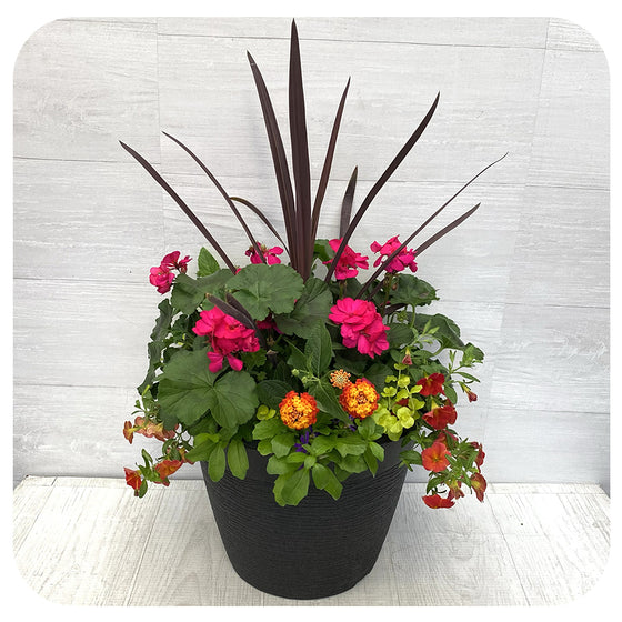 Sun arrangement round - Magenta with Orange Calibrachoa and Lantana