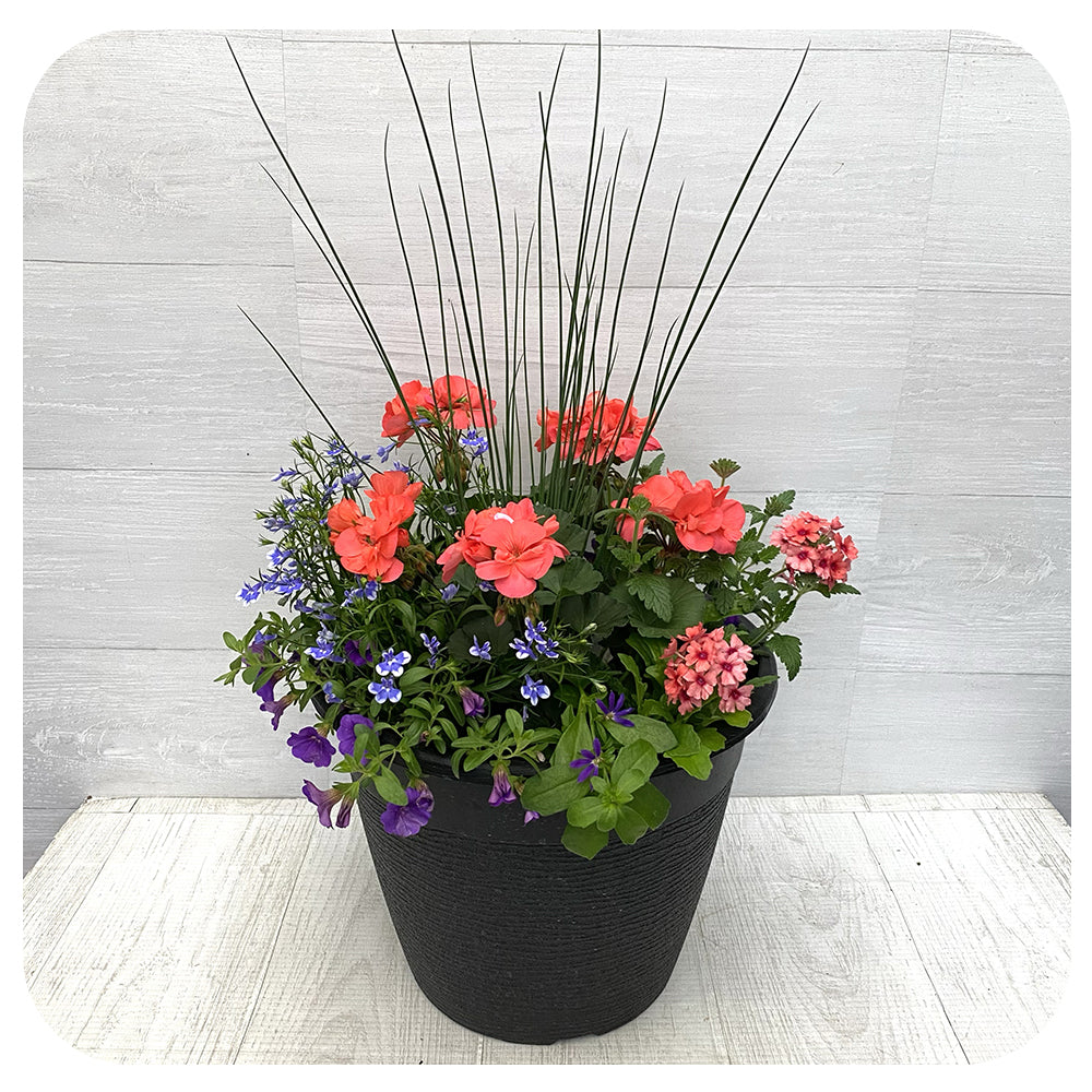Sun arrangement round - Coral with Blue Lobelia