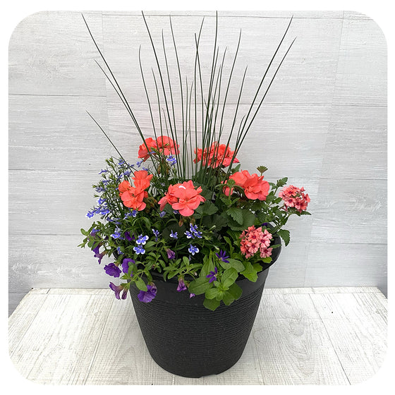 Sun arrangement round - Coral with Blue Lobelia