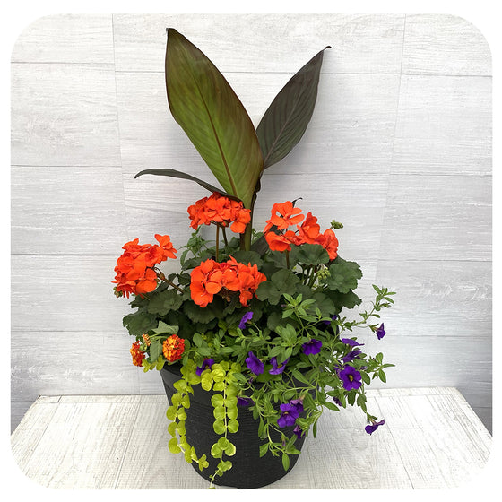 Sun arrangement round - Orange Geranium with Blue Calibrachoa