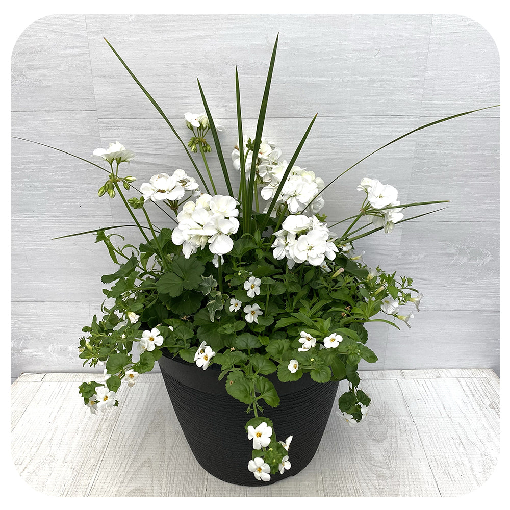 Sun arrangement round - White Mix