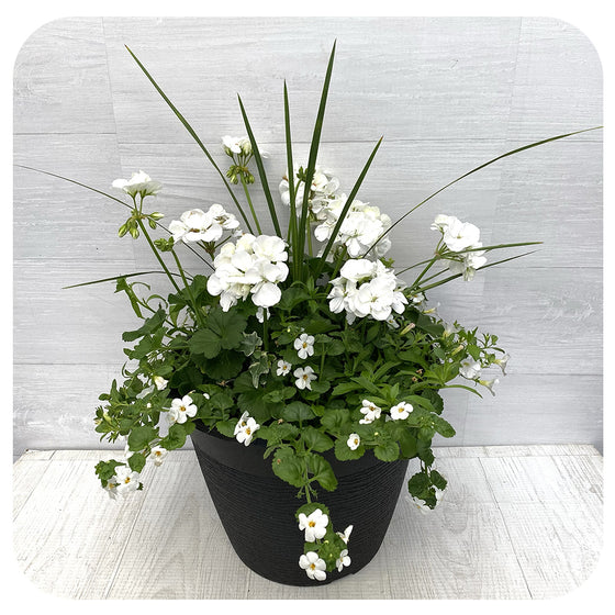 Sun arrangement round - White Mix