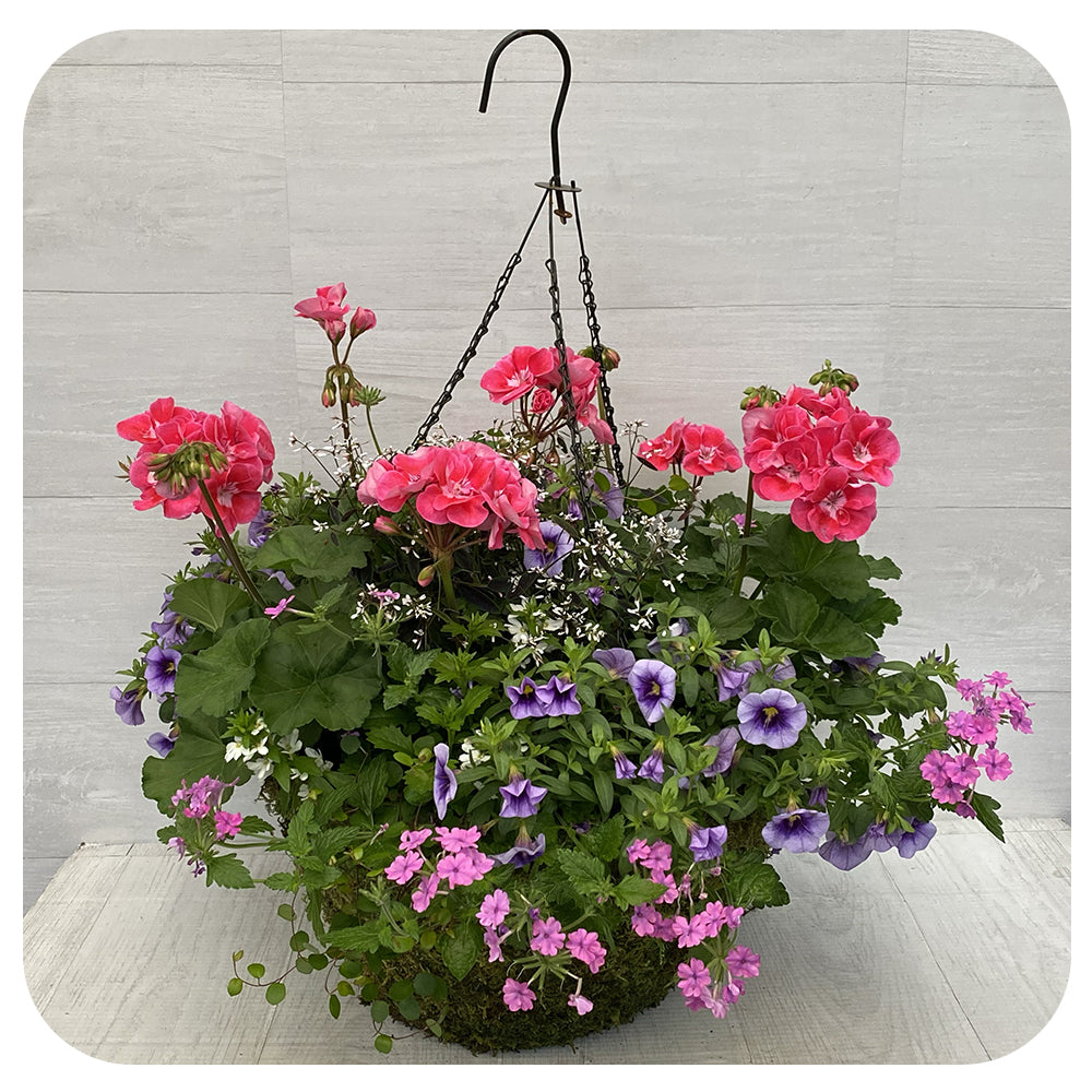 Moss Hanging Basket Sun - Two tone Geranium with Pink Verbena