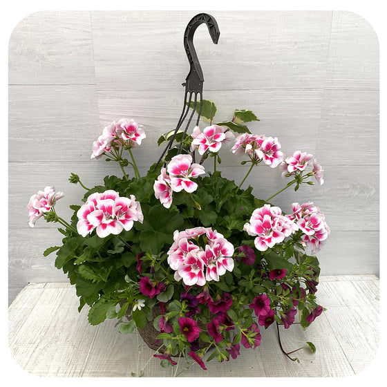 Hanging Basket Sun - Pink Splash Geranium with Calibrachoa