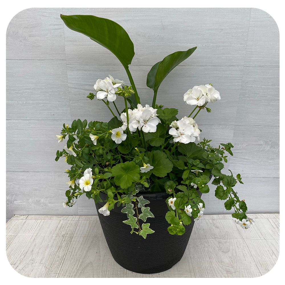 Sun arrangement round - White Mix with Bird of Paradise