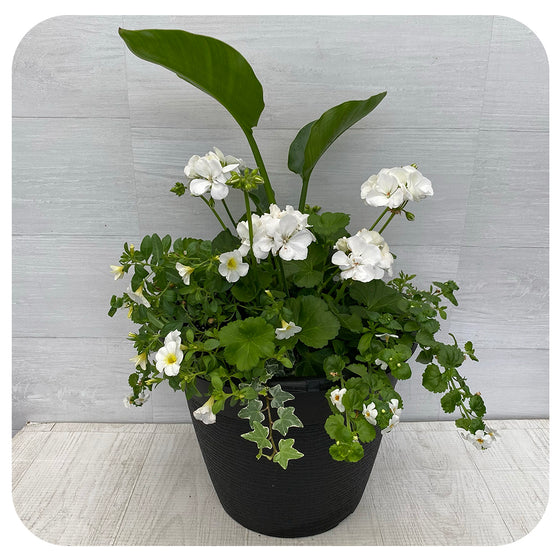 Sun arrangement round - White Mix with Bird of Paradise