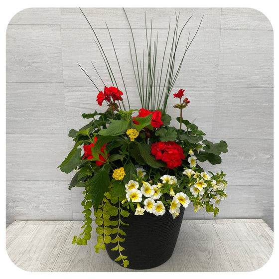 Sun arrangement round - Red Geranium with White Calibrachoa