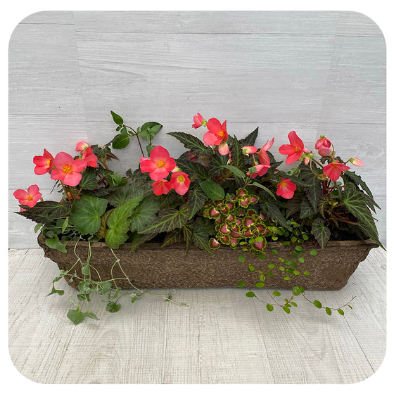 Window Box Shade- Pink Mix