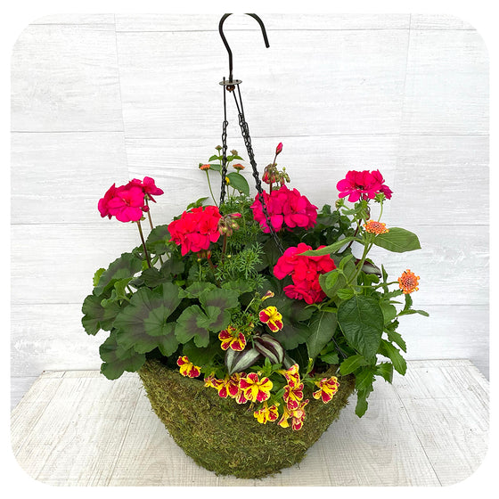 Moss Hanging Basket Sun - Magenta with Lantana and Calibrachoa