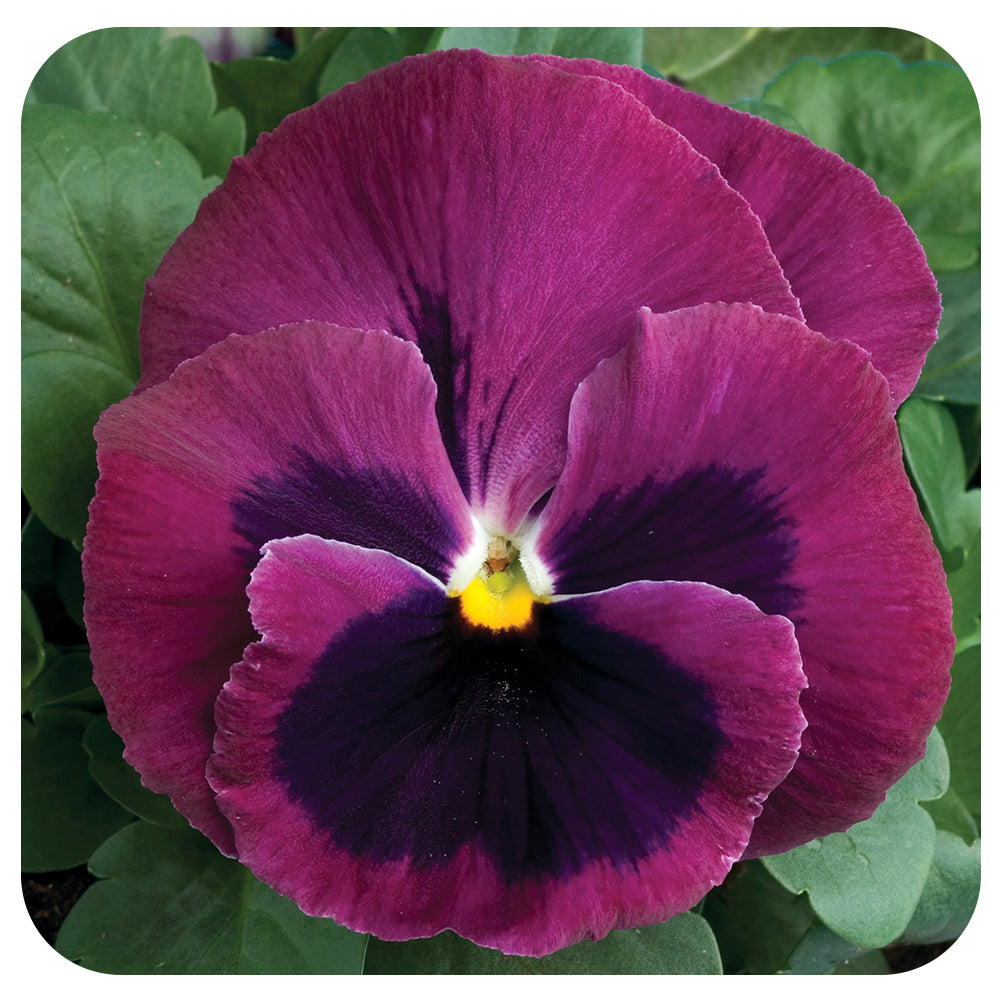 Pansy