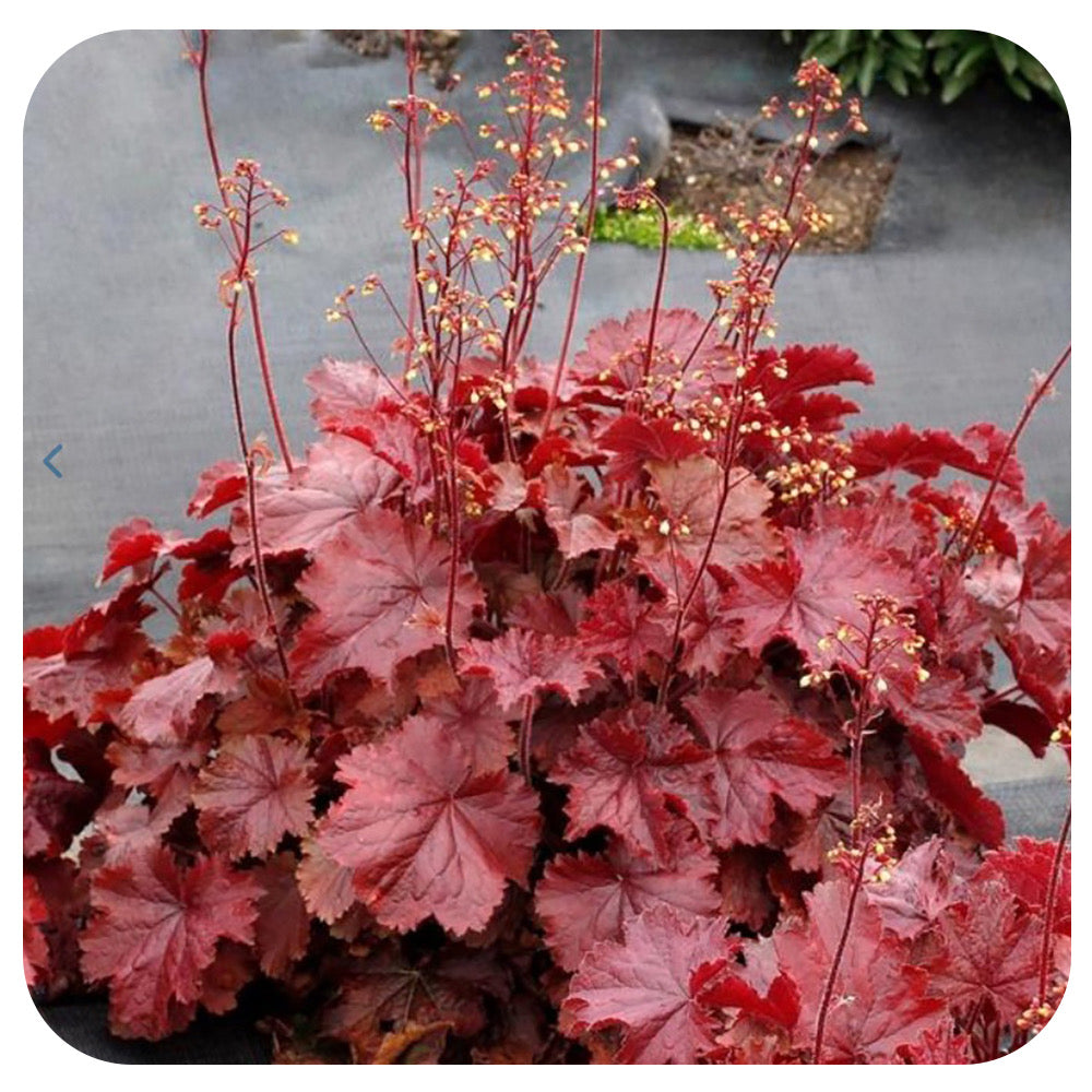 Heuchera ‘Northern Exposure Red'