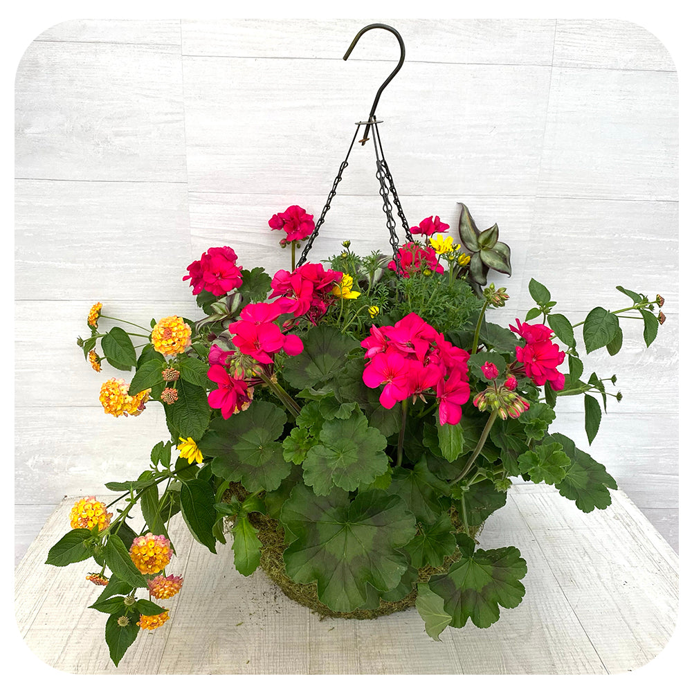 Moss Hanging Basket Sun - Red with Creeping Jenny and Yellow Bidens