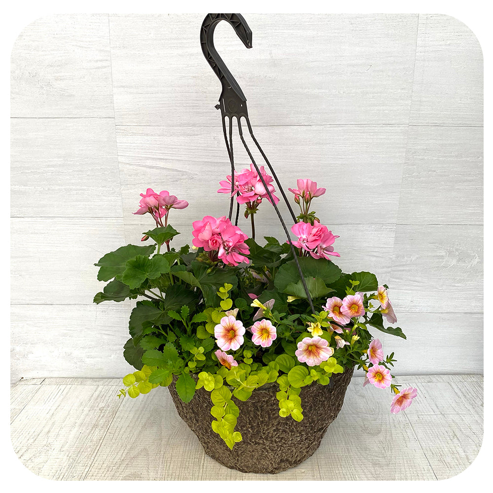 Hanging Basket Sun - Light Pink with Pink Calibrachoa