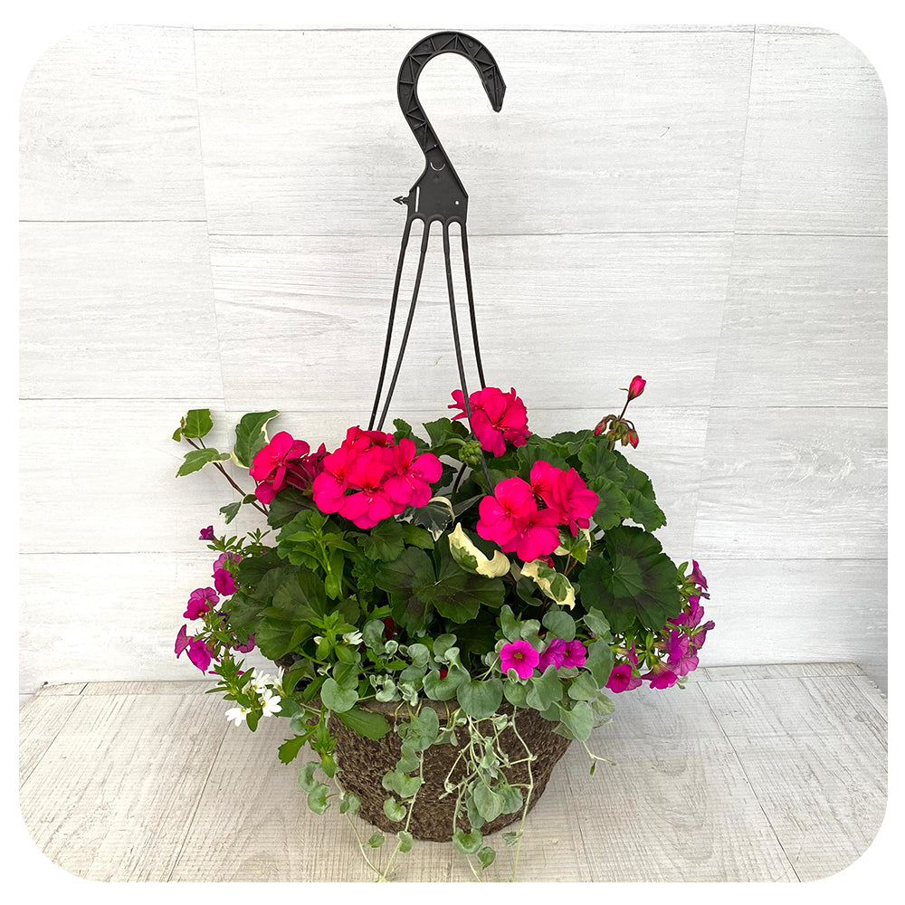 Hanging Basket Sun - Magenta Geranium with Magenta Calibrachoa