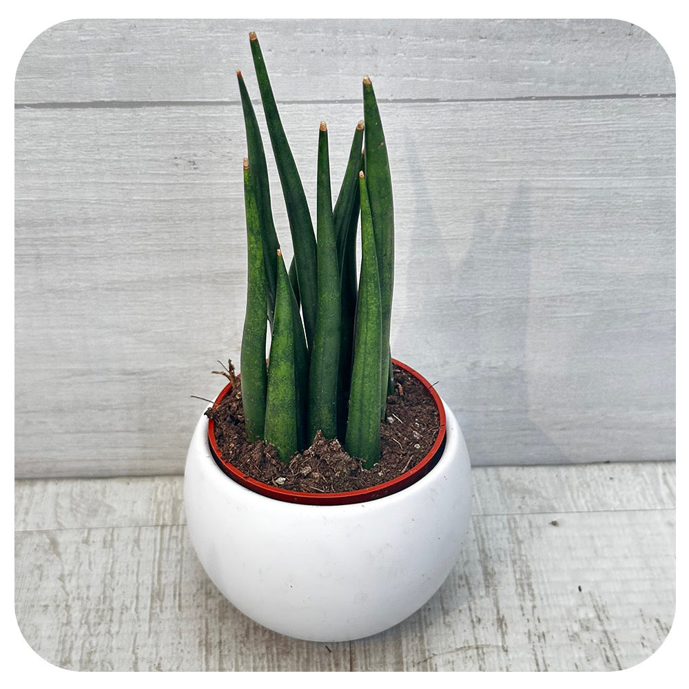 Mini Snake Plant ‘Mikado’ (Sansevieria)