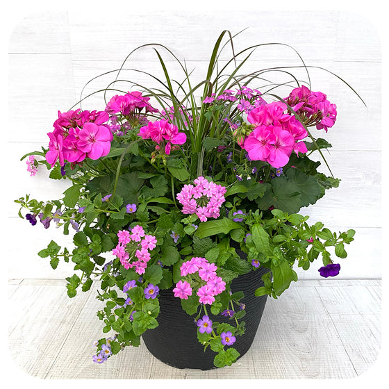 Sun arrangement round - Pink Geranium with Blue Bacopa